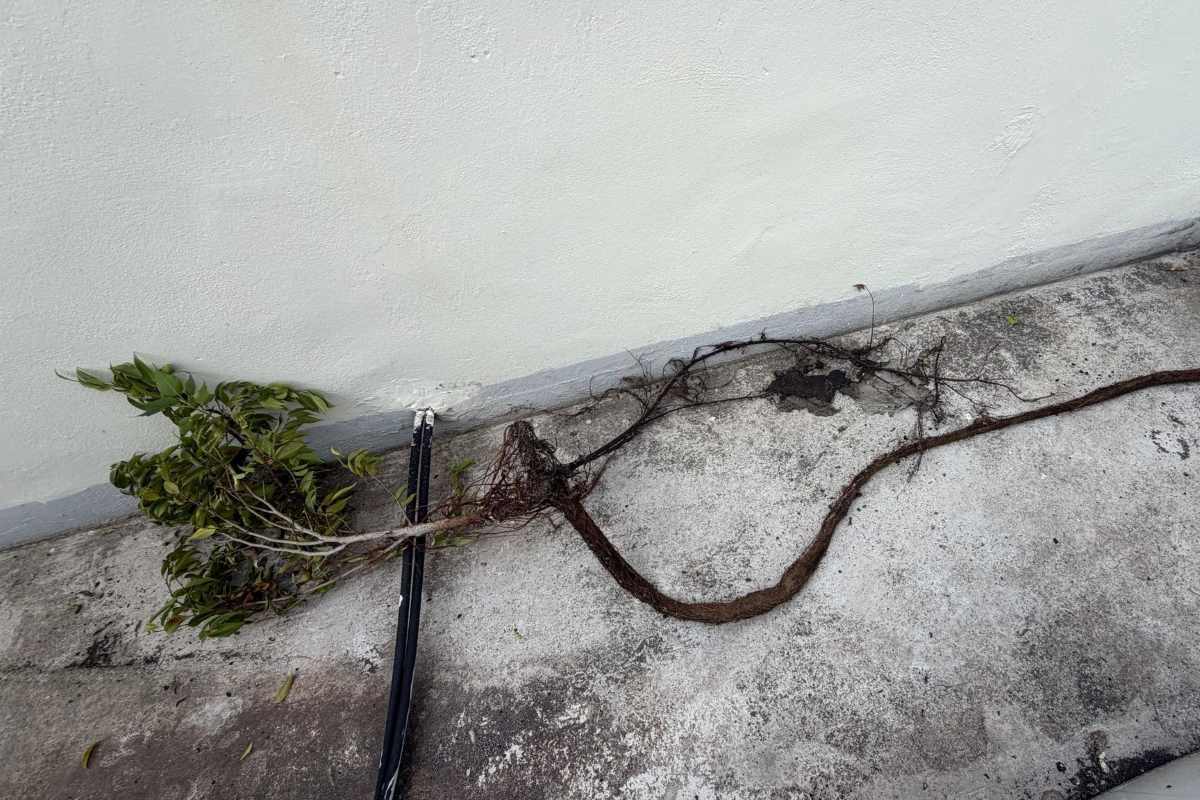 Small leafy plant with exposed roots and a long thick root on a concrete surface near a white wall.