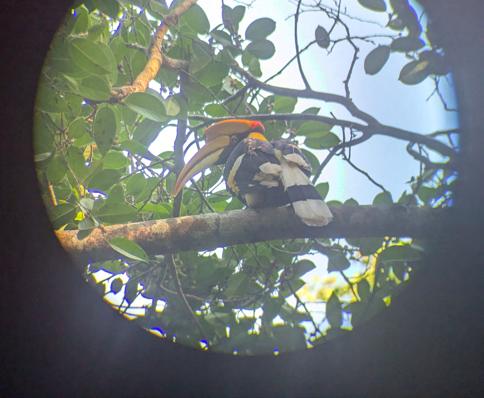 Blick durch ein Spektiv auf einen Vogel in einem Baum