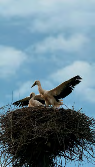 Zwei Weißstörche in einem Horst vor blauem Himmel
