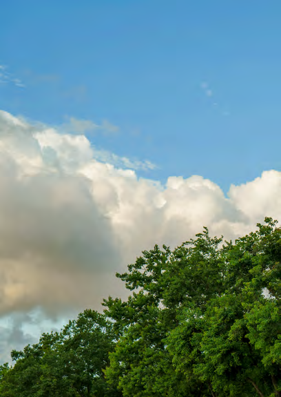 Wolkenhimmel über einer Baumkrone