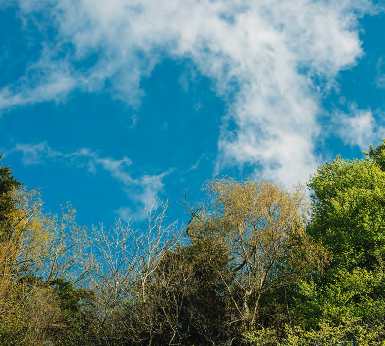 Blauer Himmel mit Wolken über herbstlichen Baumkronen