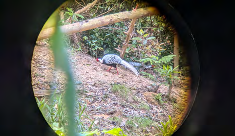 Silberfasan auf einem Waldweg, gesehen durch ein Spektiv
