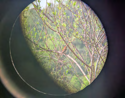 Rötelsperling im Geäst, gesehen durch ein Spektiv