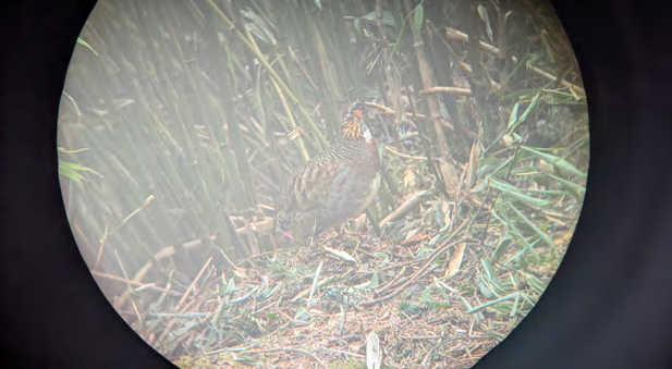 Sichuan-Waldrebhuhn im hohen Gras, gesehen durch ein Spektiv
