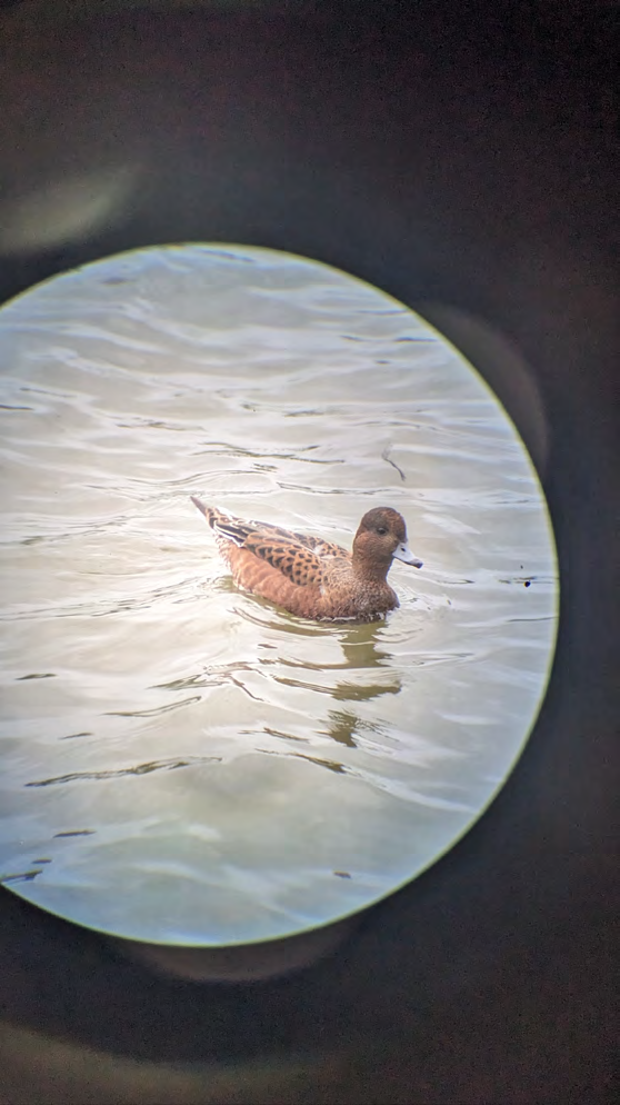 Pfeifente auf ruhigem Wasser, gesehen durch ein Spektiv