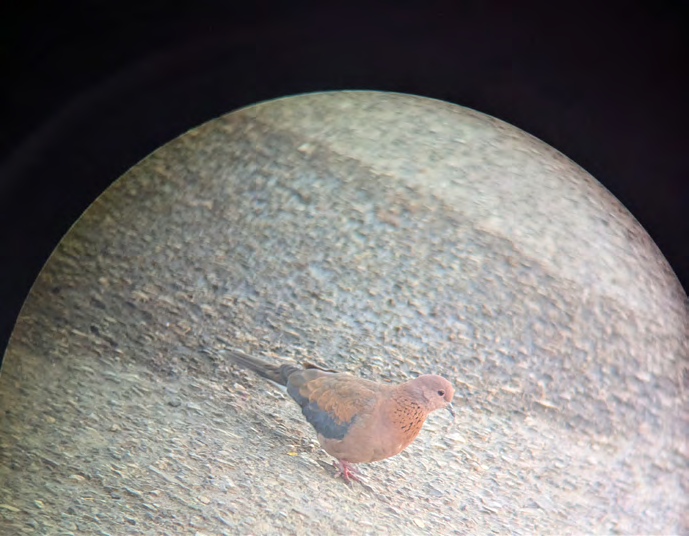 Palmtaube auf sandigem Boden, gesehen durch ein Spektiv