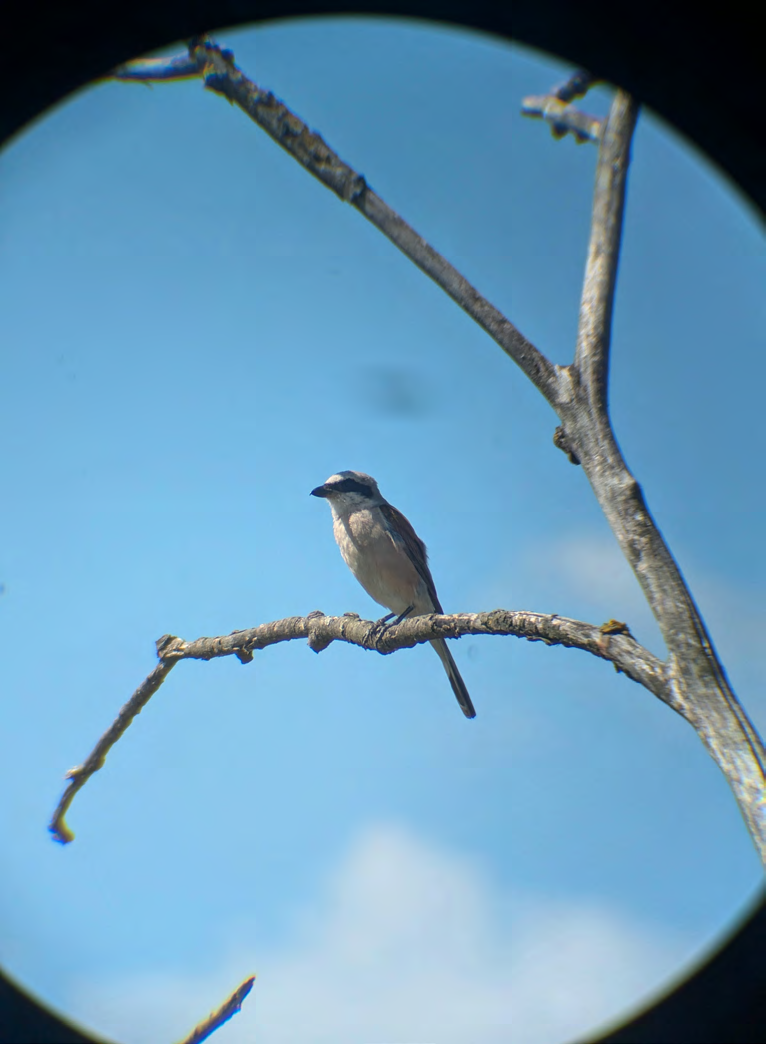 Neuntöter auf einem kahlen Ast vor blauem Himmel