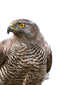 Habicht mit gelbem Auge und quer gebänderter Brust