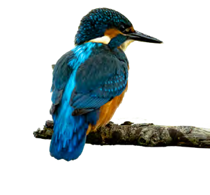 Eisvogel mit blauem Rücken und oranger Brust auf einem Ast