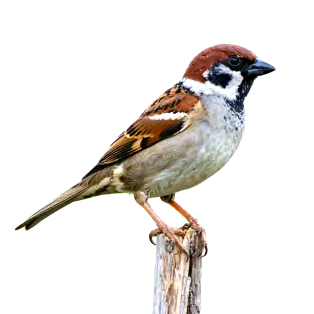 Feldsperling mit brauner Kappe und schwarzem Wangenfleck