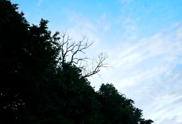 Kahler Baum als Silhouette vor hellem Himmel