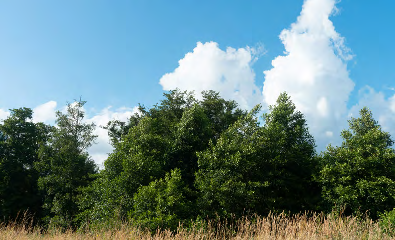 Baumreihe mit trockenem Gras davor, dahinter Wolken