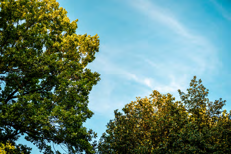 Baumwipfel vor hellem Wolkenhimmel