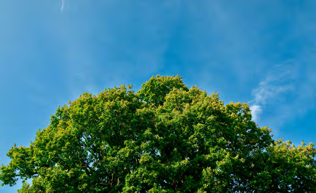 Grüne Baumkrone vor tiefblauem Himmel