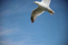 Ein Vogel im Flug vor blauem Himmel
