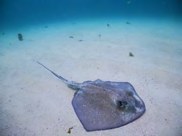 Ein Rochen im flachen, hellen Wasser