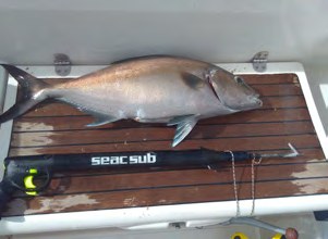 Ein gefangener Fisch liegt auf dem Deck neben einer Harpune