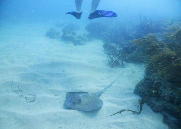 Taucherin im Meer vor Tobago.