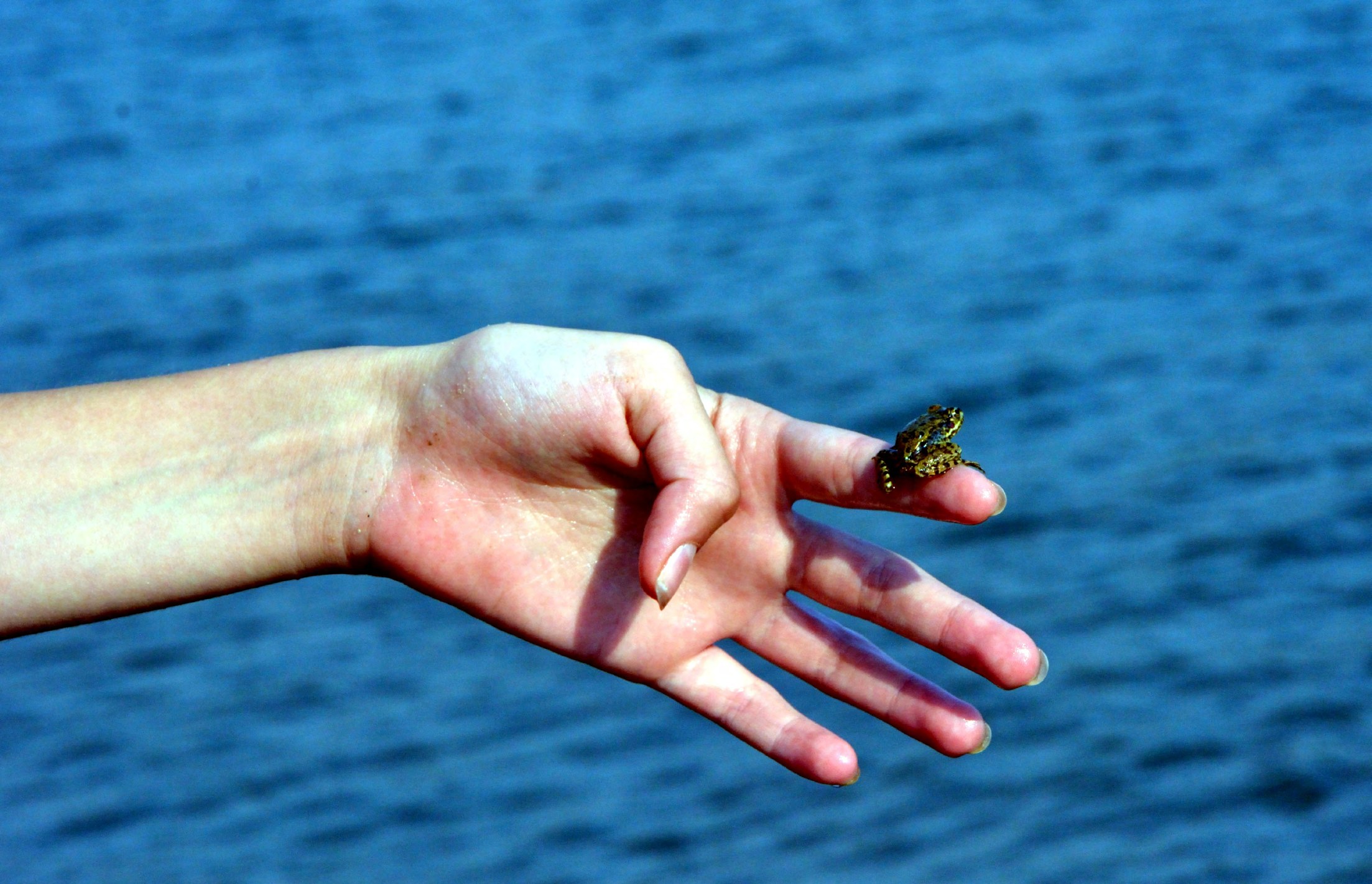 Eine Hand hält einen kleinen Frosch.