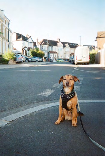 Hund an der Leine auf einer Wohnstraße