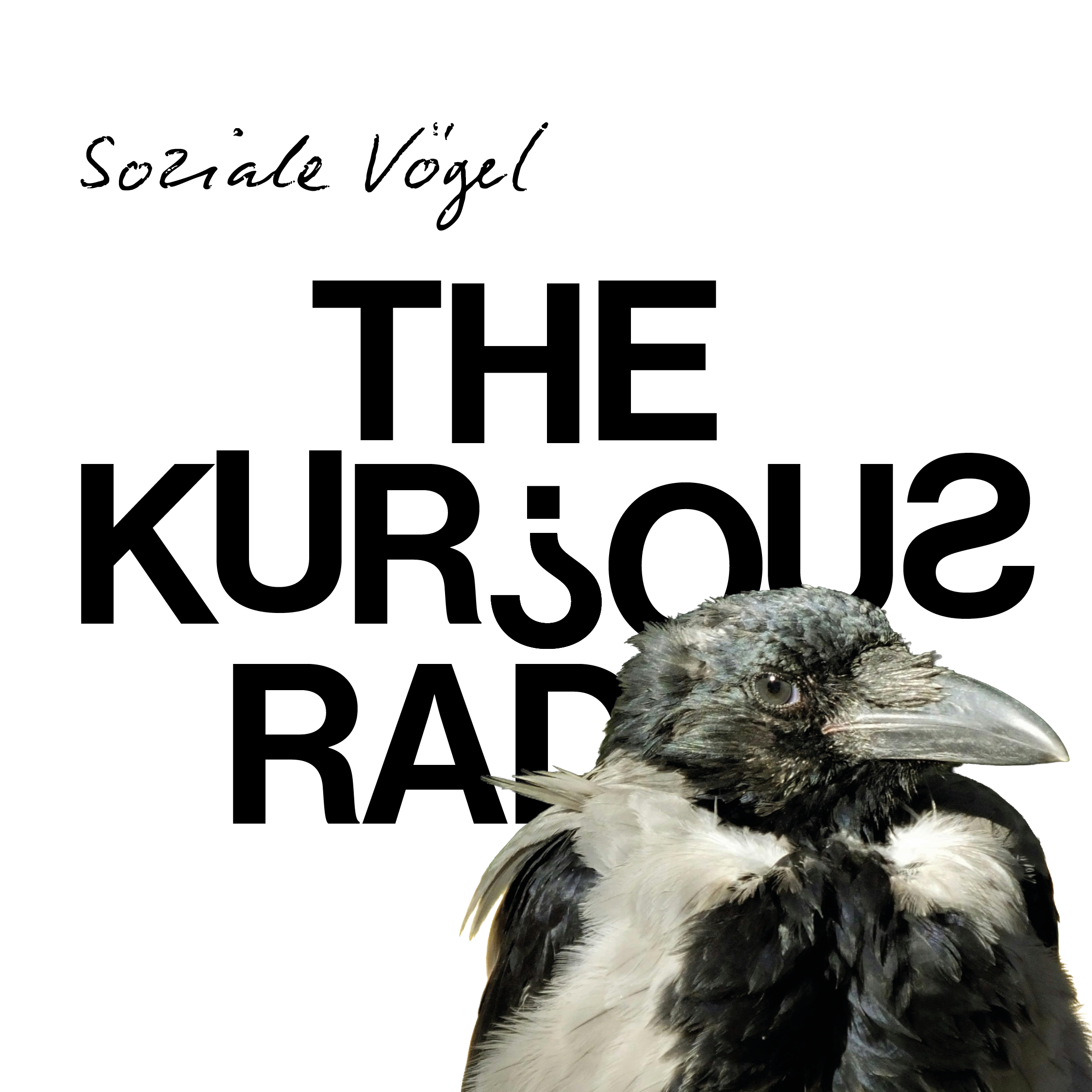 Über Krähen, Raben und andere soziale Vögel