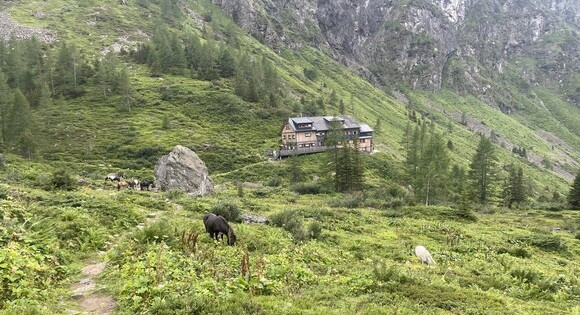 Eine Almhütte am Hang, davor grasende Kühe auf einer Wiese