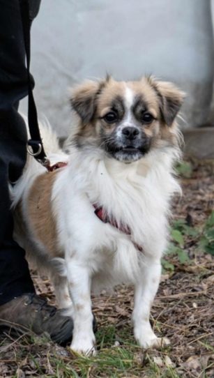 Ein kleiner weiß-brauner Hund mit langem Fell steht an der Leine auf einem Waldboden