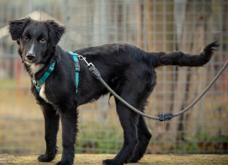 Ein junger schwarzer Hund mit türkisem Geschirr steht an der Leine vor einem Gitterzaun
