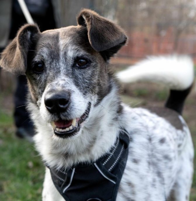Ein grau-weiß gefleckter Hund mit Schlappohren und schwarzem Geschirr schaut freundlich in die Kamera