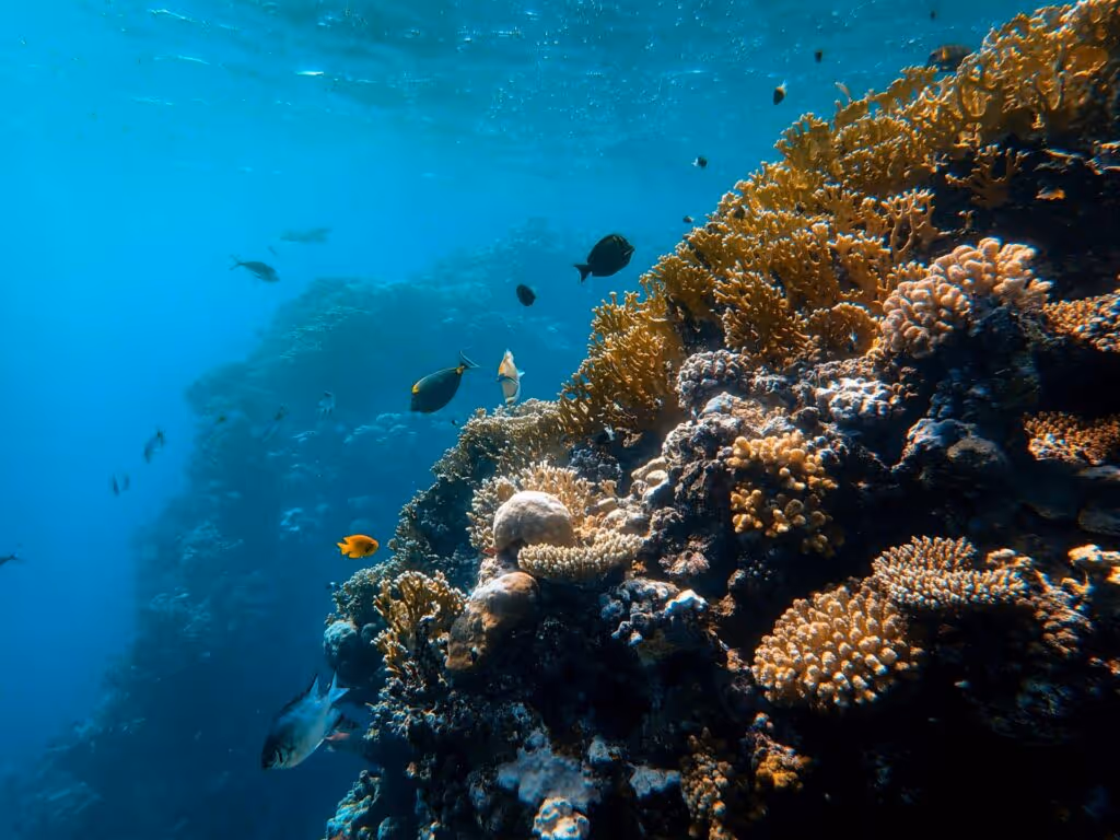 coral reefs and fish