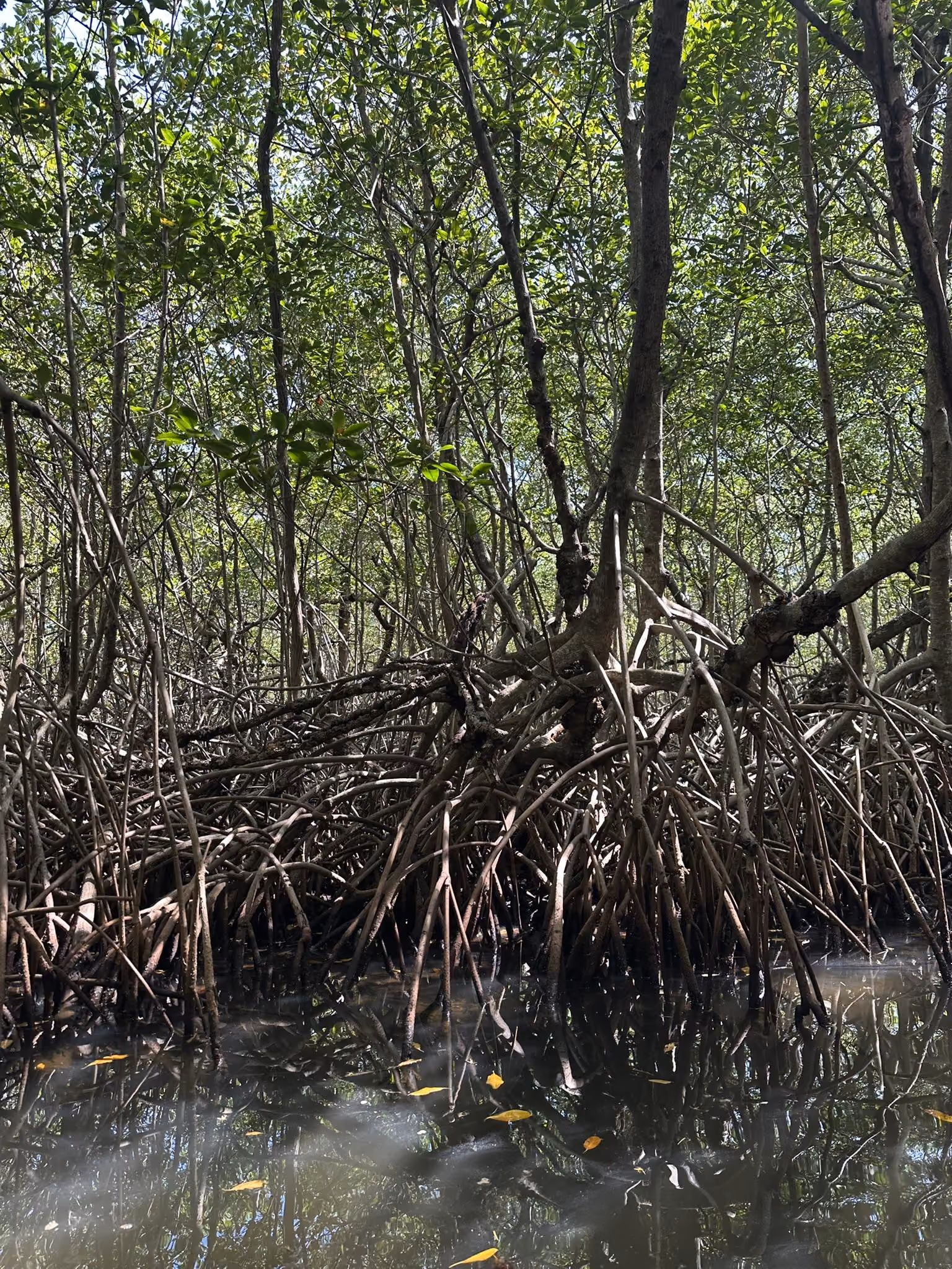 Trujillo's mangroves