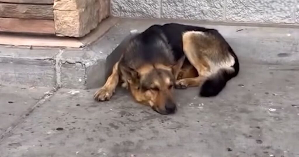 Dog Waits 6 Hours Outside Walmart for a Family That Never Returned | Inspirational Christian Stories and Positive News