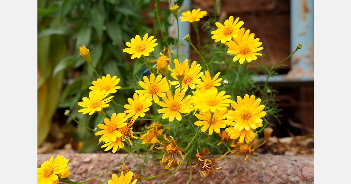 Vietnamese growers takes flower seedlings to tiktok shop