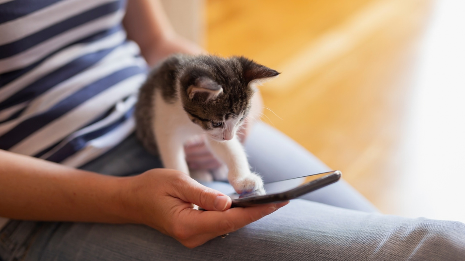 TikTok Shop broadens pet commerce reach - GlobalPETS