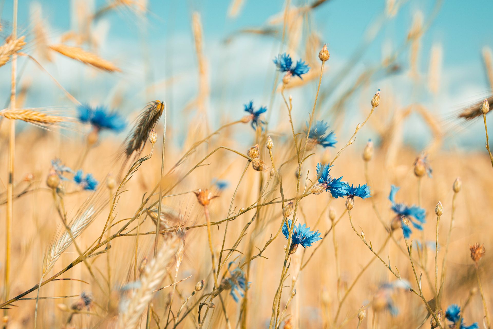 Weight loss and hormonal therapy is not a journey individuals have to walk through blind and alone. A view of a beautiful sunlit garden with blue flowers. Meet the best version of yourself.