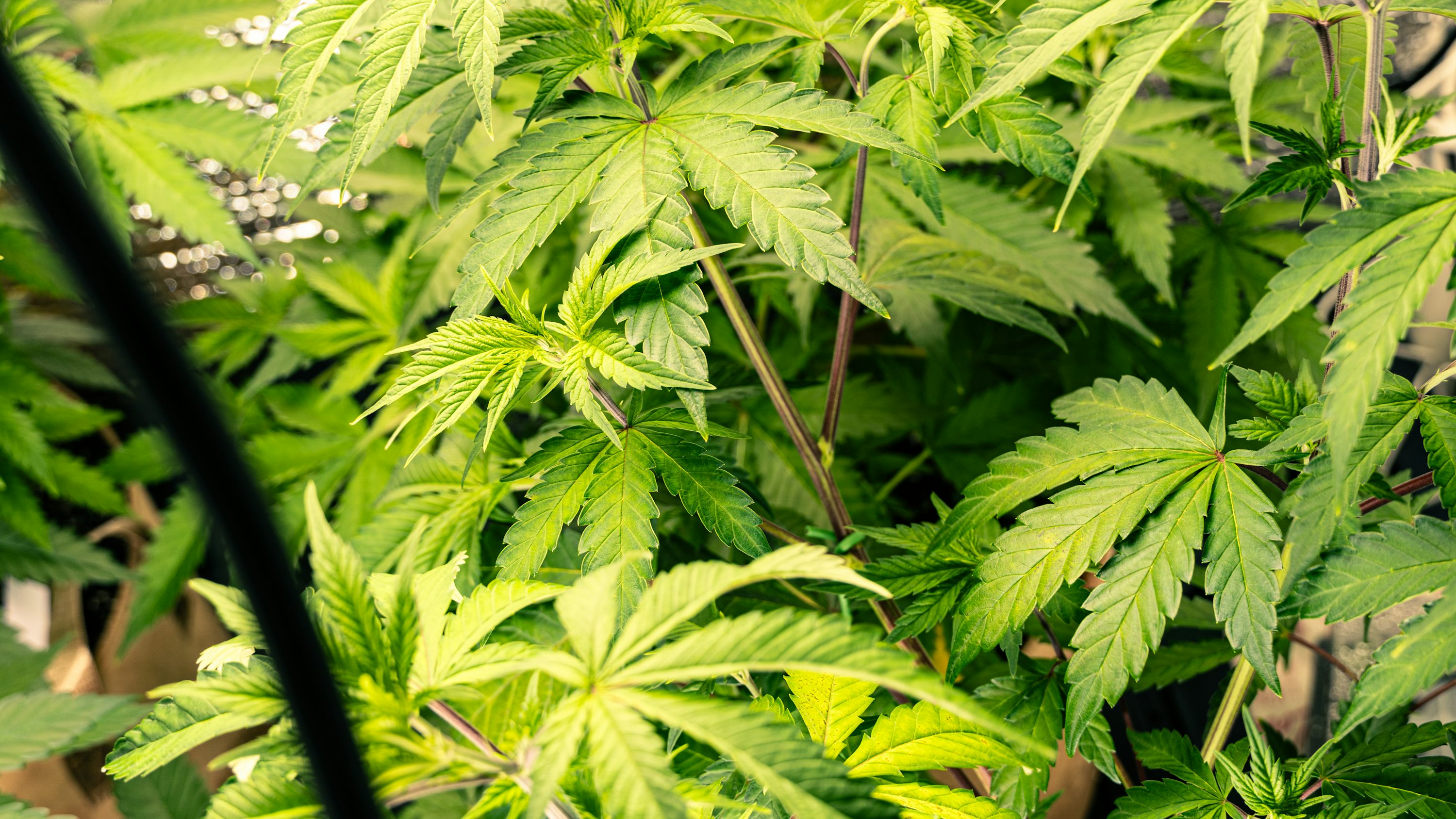 Who Are the Best Cannabis Insurers in Michigan?