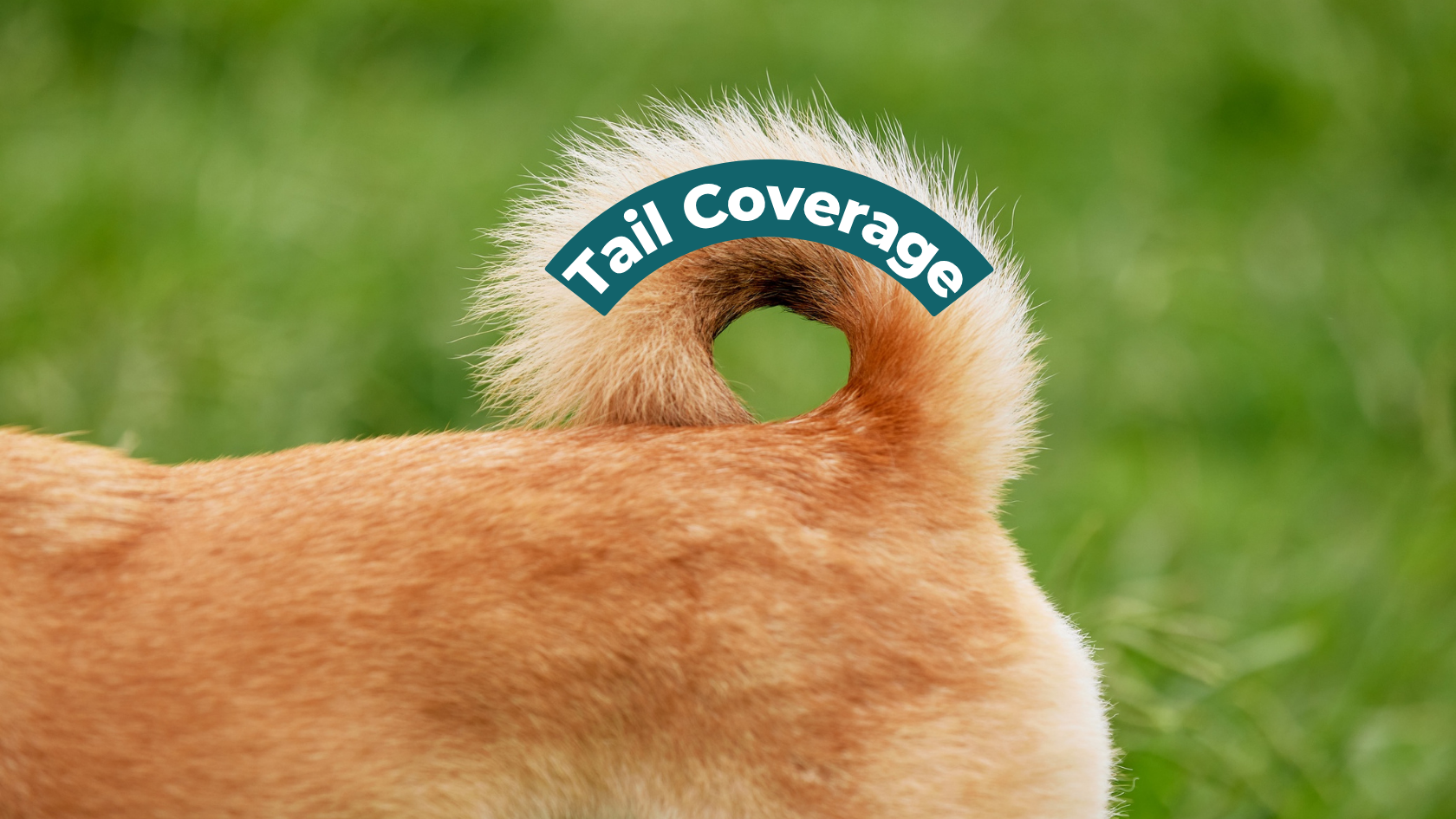 Selling Your Veterinary Practice? The Tail Coverage Decision That Most Vets Get Wrong