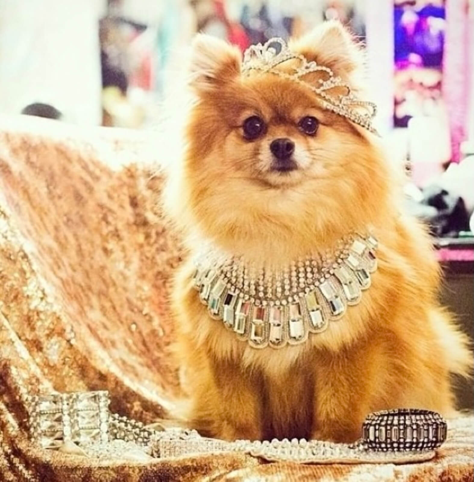 A small Pomeranian dog wearing a crown and large jewel necklace while sitting on golden fabric.