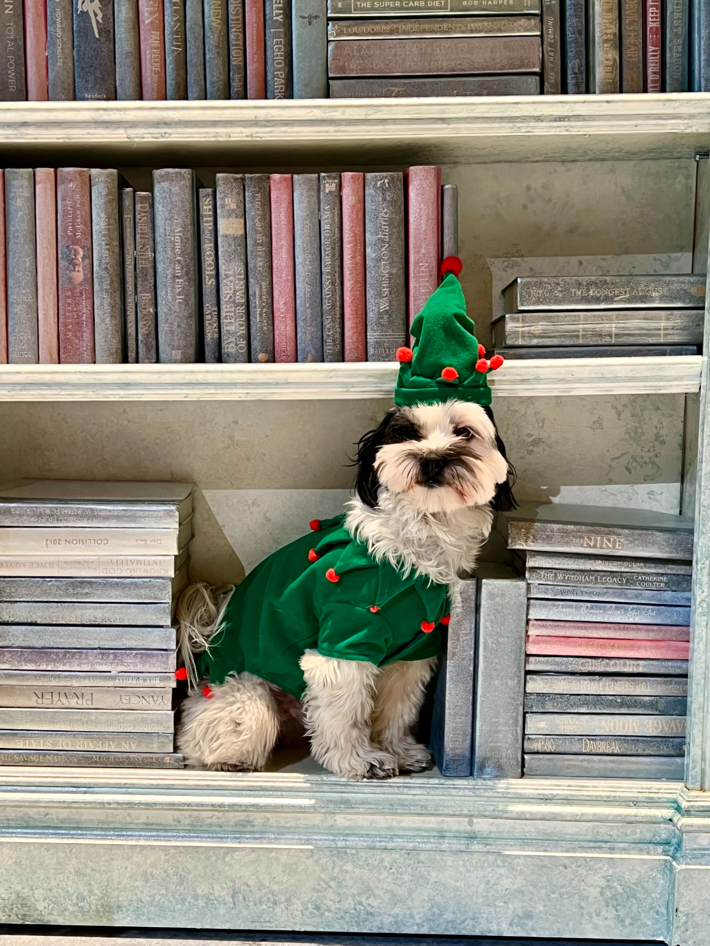 Cast member Charlie, a dog in an elf costume, on set in Left on Tenth - sitting between books in a bookshelf.