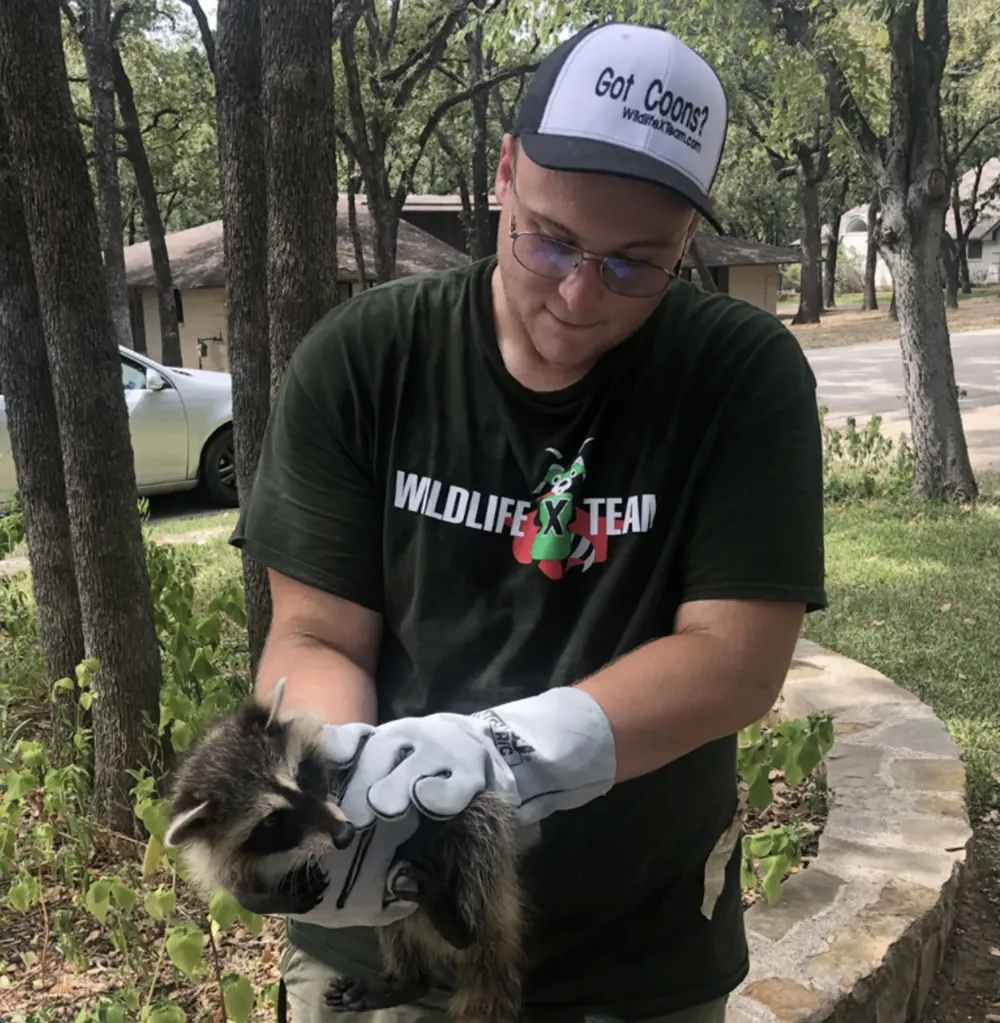 Dallas wildlife removal technician performing safe raccoon removal.