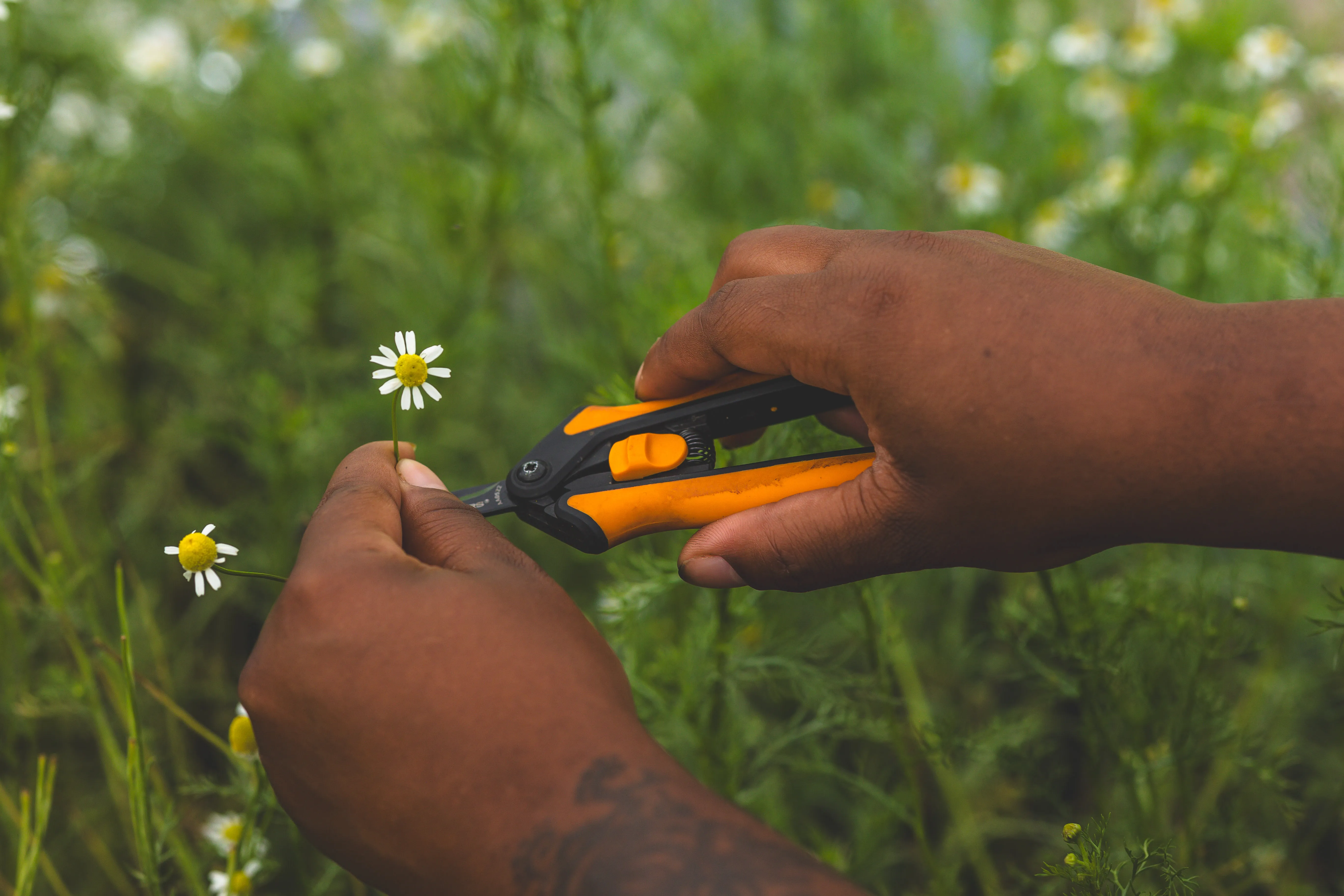 A resident washing freshly harvested greens on the farm