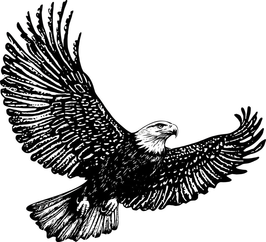 An eagle flying