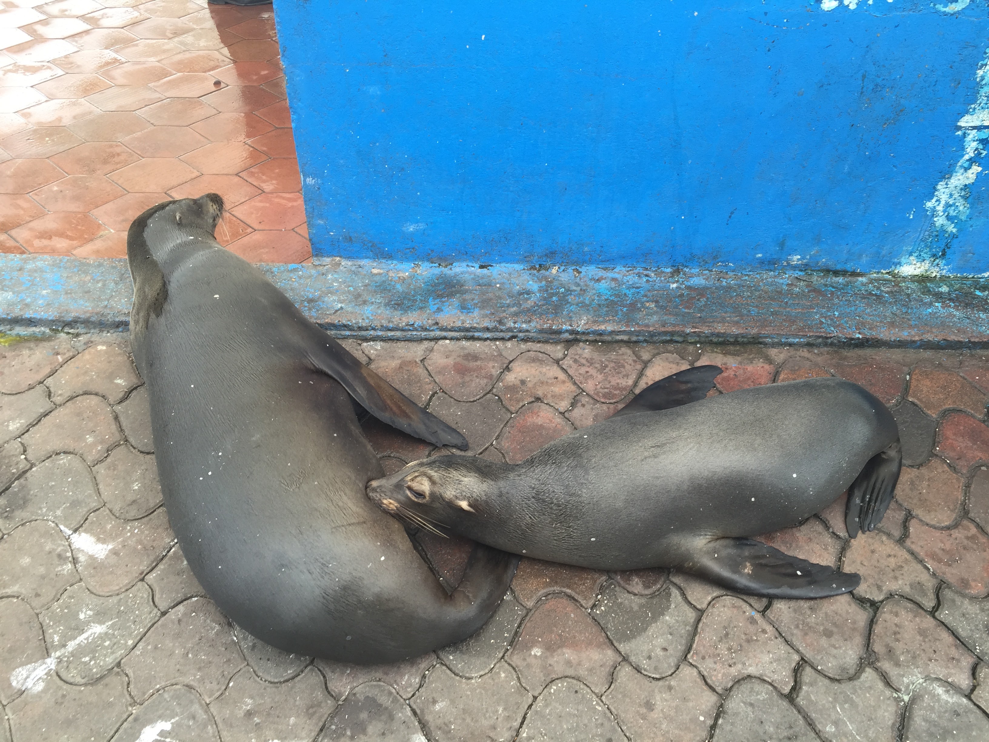 Two Galapagos sea lions resting on a walkway beside a bright blue wall