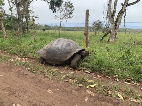 Giant tortoise walking along a dirt road in the Galapagos
