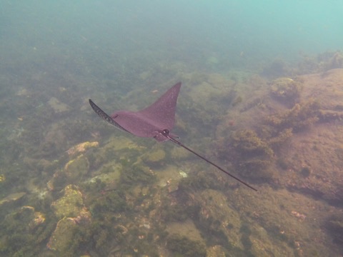 A ray gliding over the reef in Galapagos waters