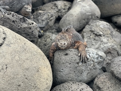 Marine iguanas resting on lava rocks in the Galapagos