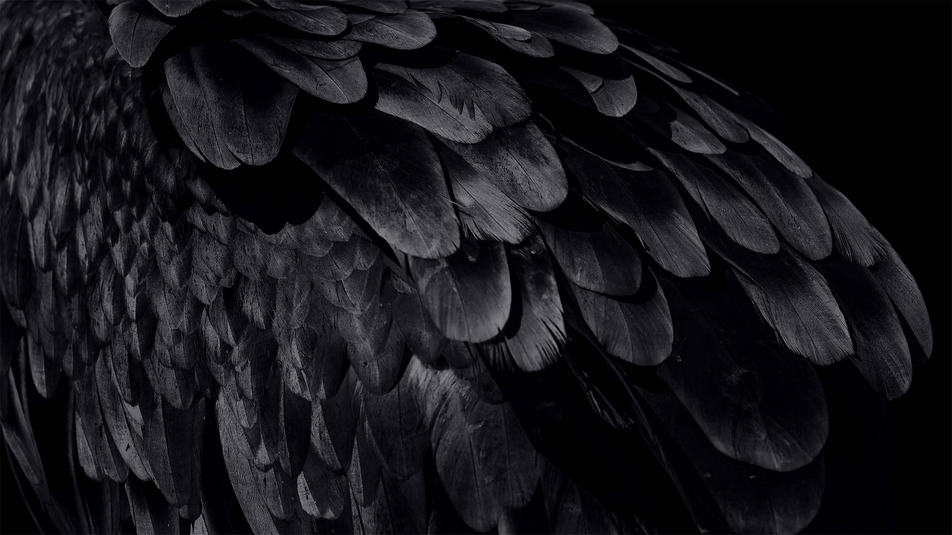 Close-up of black feathers layered on a bird's wing with varied textures and subtle highlights.