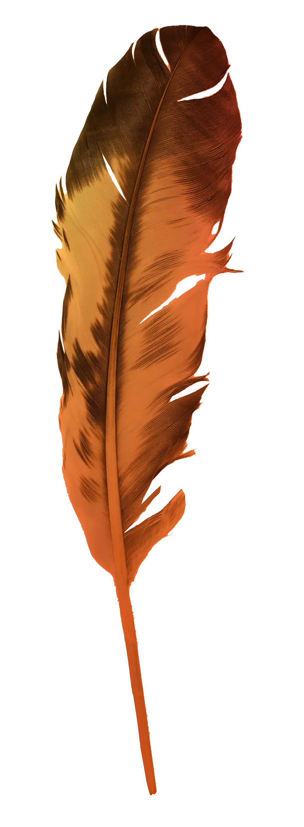 Close-up of a brown and orange feather with jagged edges on a white background.