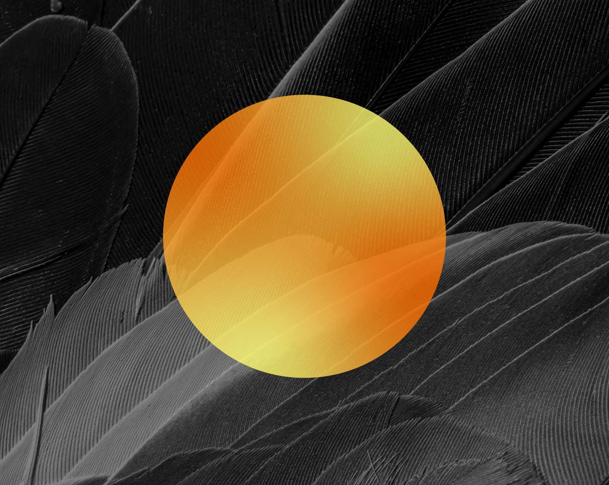 Orange and yellow translucent circle over a close-up of black and gray bird feathers.