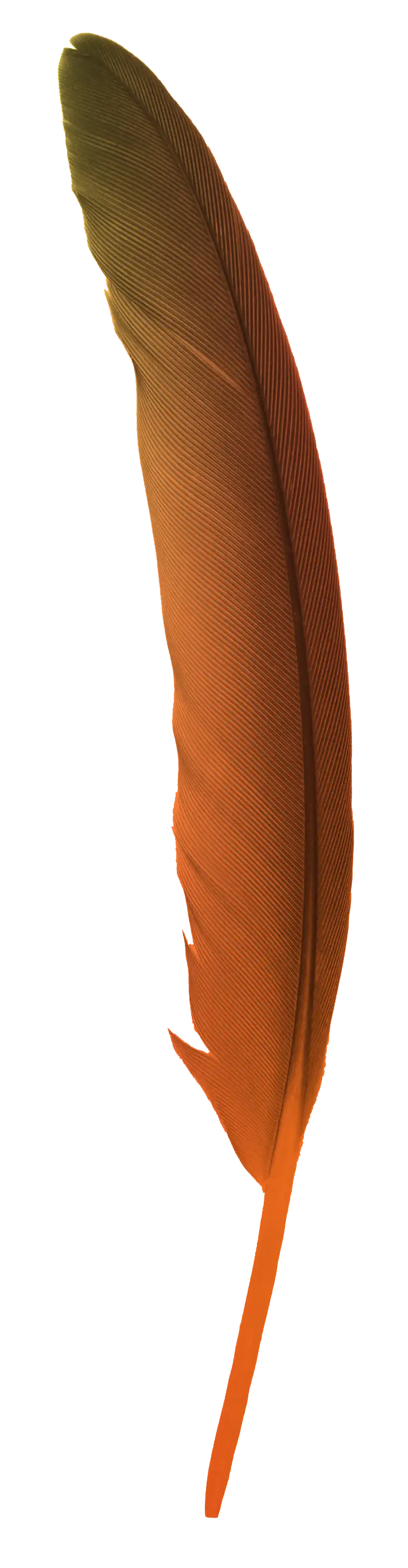 Single large orange and brown feather with a slightly frayed edge on white background.